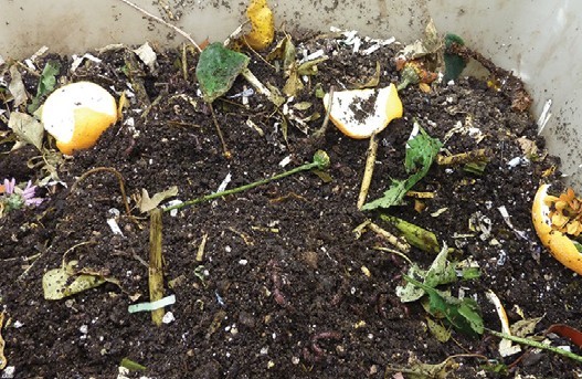 assortment kitchen scraps ready vermicomposting 