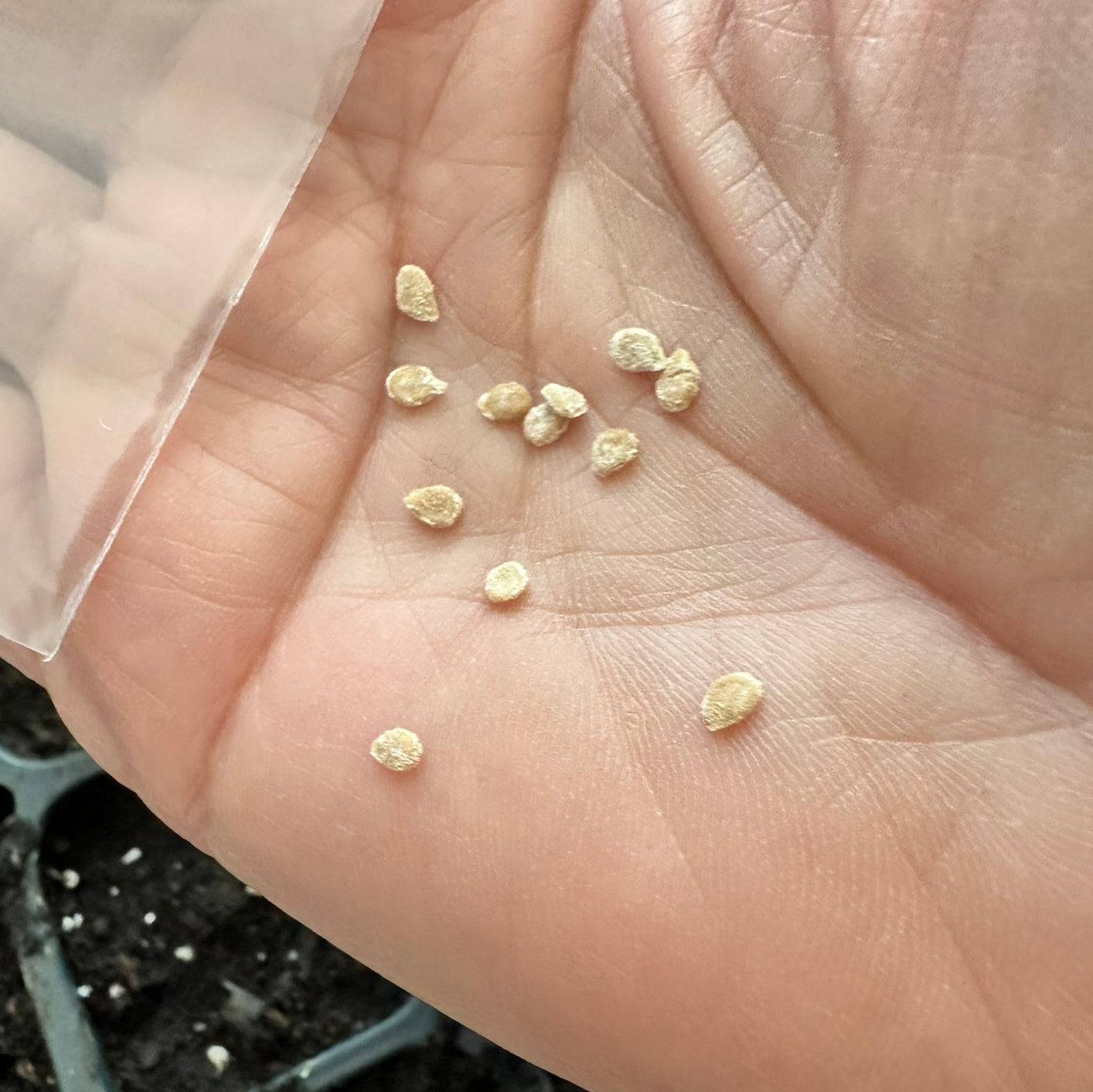 Beyond Packets: Ethically Sourcing Seeds for a...