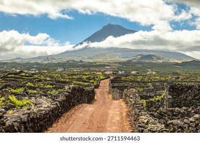 A local community member planting trees with Principe Trust