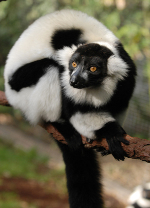 ## Madagascar Unfiltered: A Marine Biologist's Div...