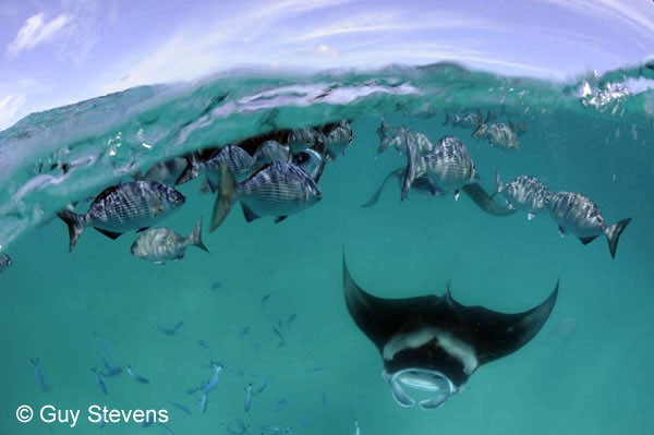 The rugged and scenic coastline of one of the Lau Islands, showcasing the islands' unique geological formations and natural beauty.