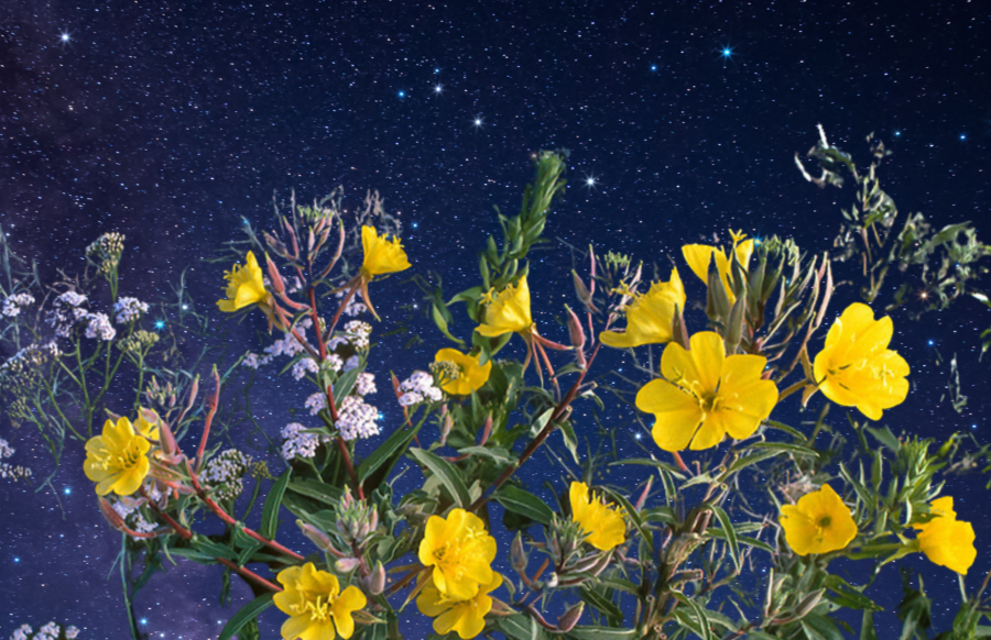 night garden with a variety of fragrant white flowers in bloom, softly illuminated