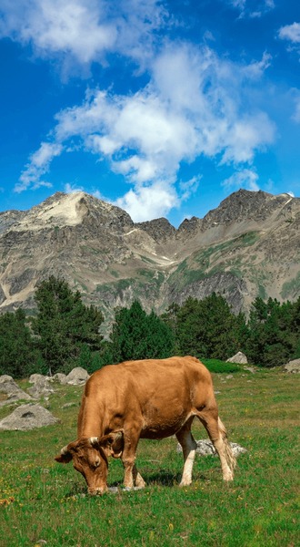 A shepherd tending his flock in the Pyrenees, demonstrating the sustainable agricultural practices supported by ecotourism.