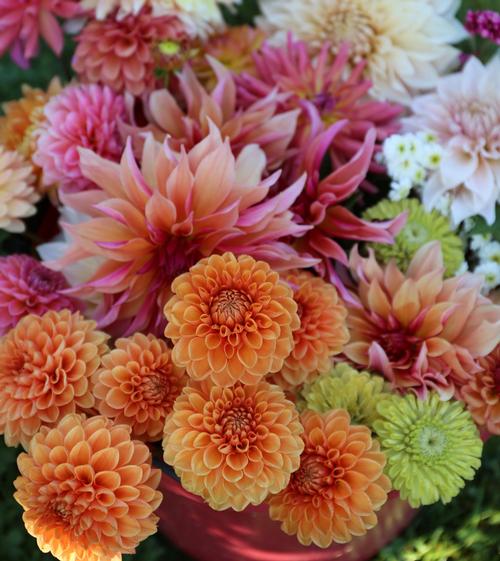 Bringing the Garden Inside: Growing Your Own Cu...