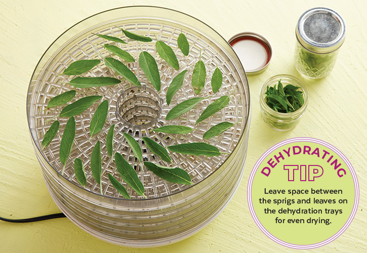A close up shot of herbs drying in a dehydrator
