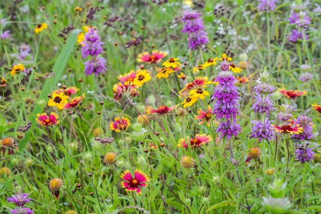 Backyard wildlife pond stones wildflowers