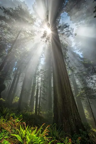 Towering redwood trees bathed in sunlight, showing their immense height and grandeur