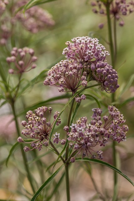 Common Milkweed Pollinators