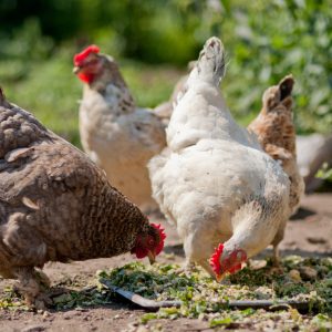 hand counting chicken eggs, money on table