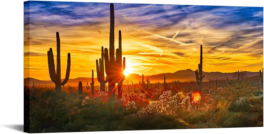 Saguaro cactus in the Sonoran Desert