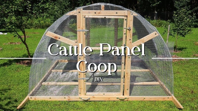 Inside a chicken tractor, showing the roosting bar