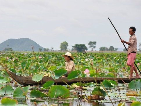 Vibrant pink lotus blossoms at The Green Lotus Farm