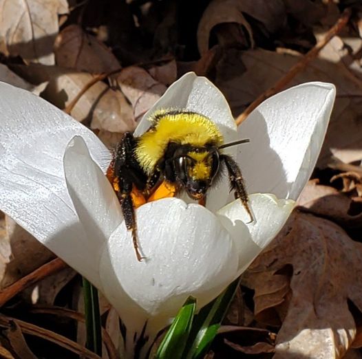 Gardener consulting a pollinator identification book in a garden