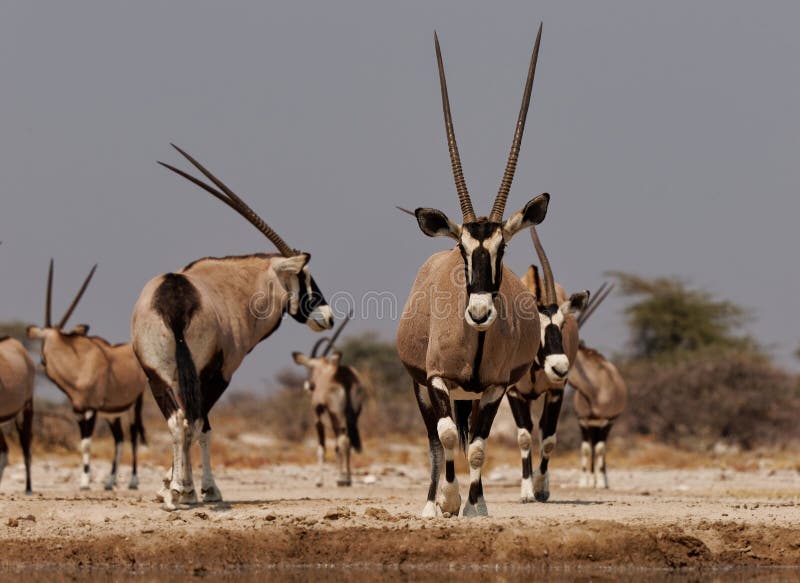 # Whispers of the Namib: Responsible Desert Explor...