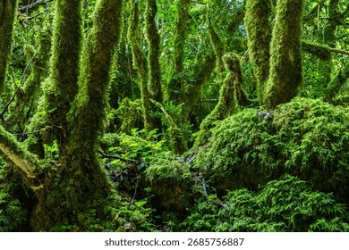 # Olympic National Park: A Weekend of Ecological C...