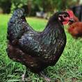 Happy Hens, Healthy Pasture: DIY Chicken Tracto...