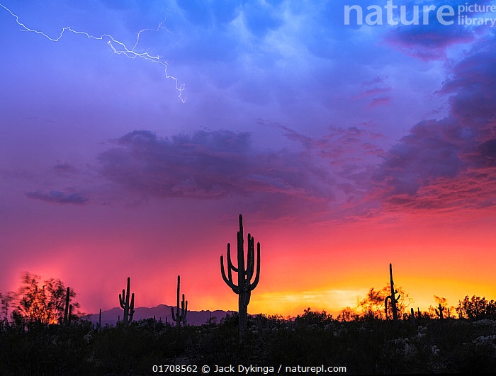 An aerial view of the Namib Desert showcasing the mysterious fairy circles, bare patches of land surrounded by rings of grass. The image highlights the unique patterns and scale of the circles in the vast desert landscape.