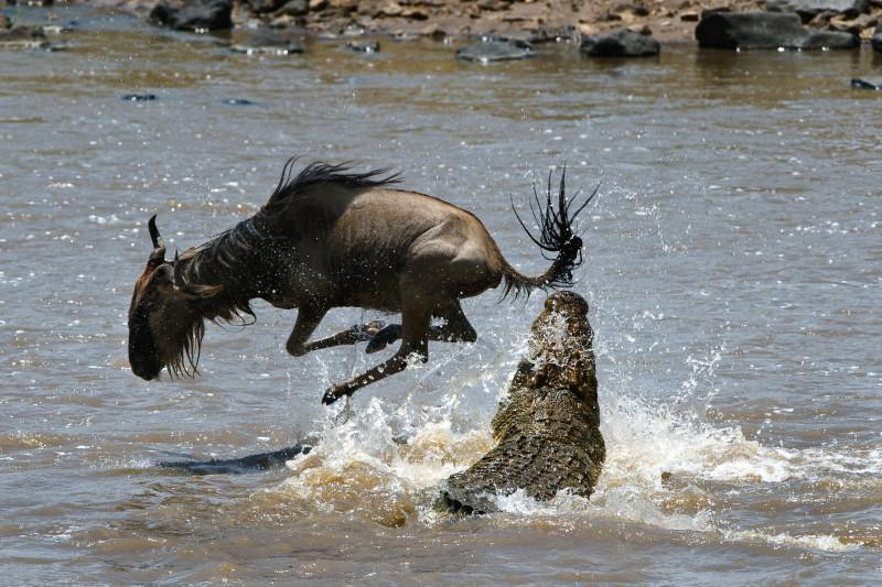wildebeest migration across a river
