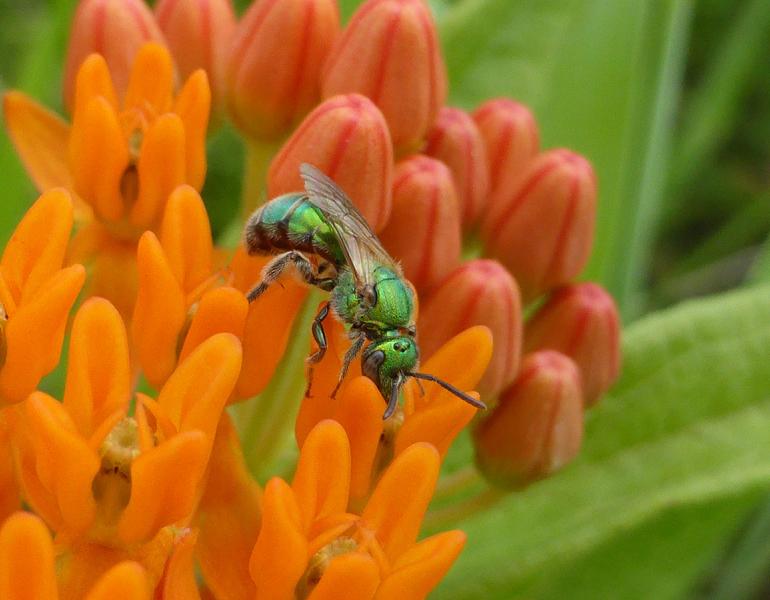 Close-up of a native bee species with a different color