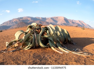 Wide-angle shot of hot air balloon over the Namib Desert dunes