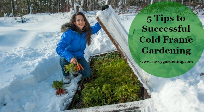 Cold frame winter garden maintenance