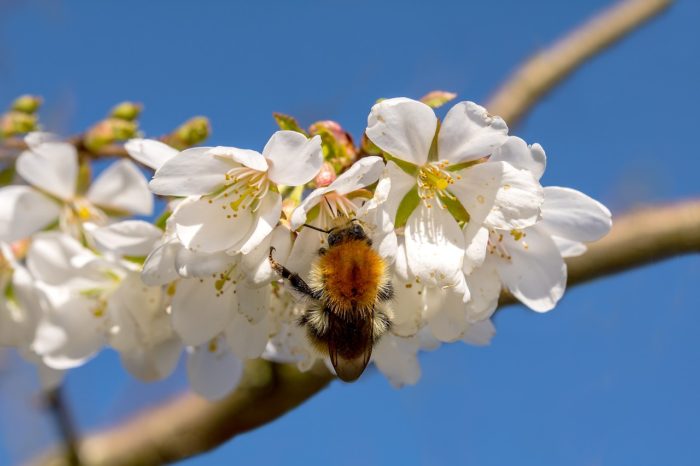 Extending the Buzz: Keeping Pollinators Happy f...