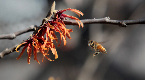 A group of students are making a pollinator project.