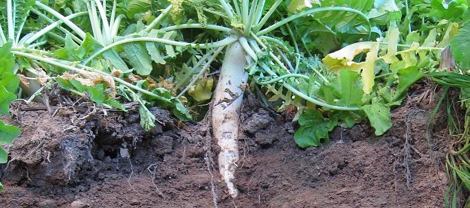 Diverse cover crops flourishing in a field, showcasing lush green vegetation and rich soil. This image emphasizes the benefits of cover cropping for soil health and weed suppression.