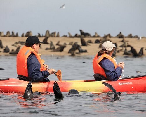 Kayaking with Seals in Walvis Bay