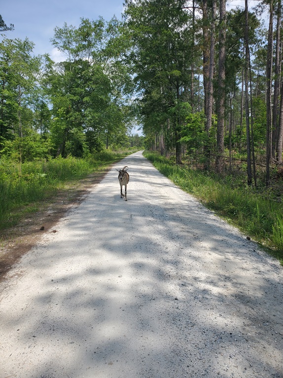 A glimpse into the charming streets of Charleston