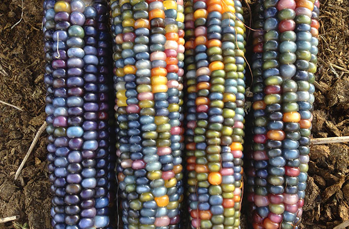 Boost Your Bounty: Expert Tips for Seed Startin...