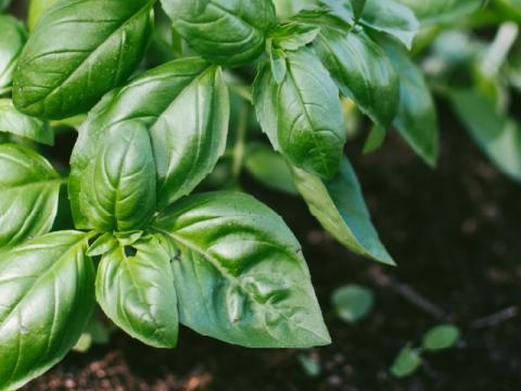 Hands gently harvesting herbs