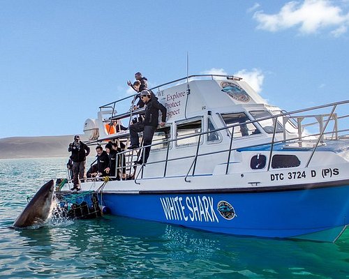 A volunteer diver plants a coral fragment on a damaged reef. The clear blue water highlights the coral's color and the effort being made to revive the ecosystem.