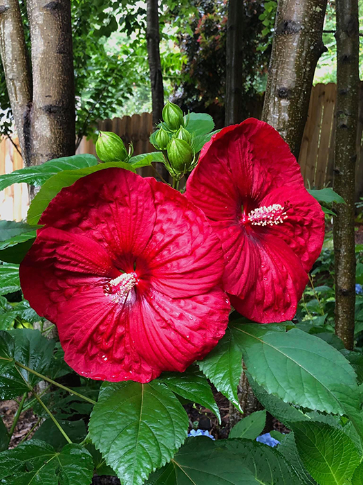 7 Easy Ways to Make Your Garden a Pollinator Par...