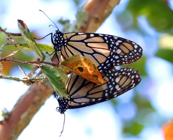 From Garden to Ecosystem: Transform Your Backya...