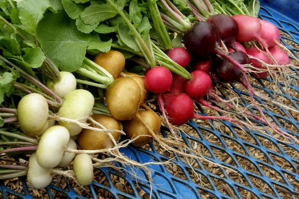 Rainbow Radishes