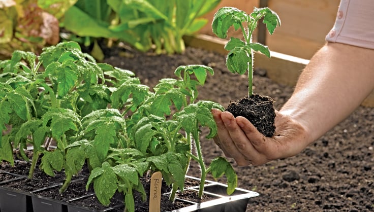 DIY Seed Starting Station: Nurture Your Garden...
