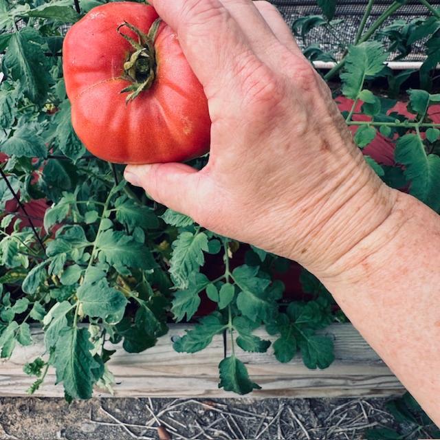 Mortgage Lifter Tomato