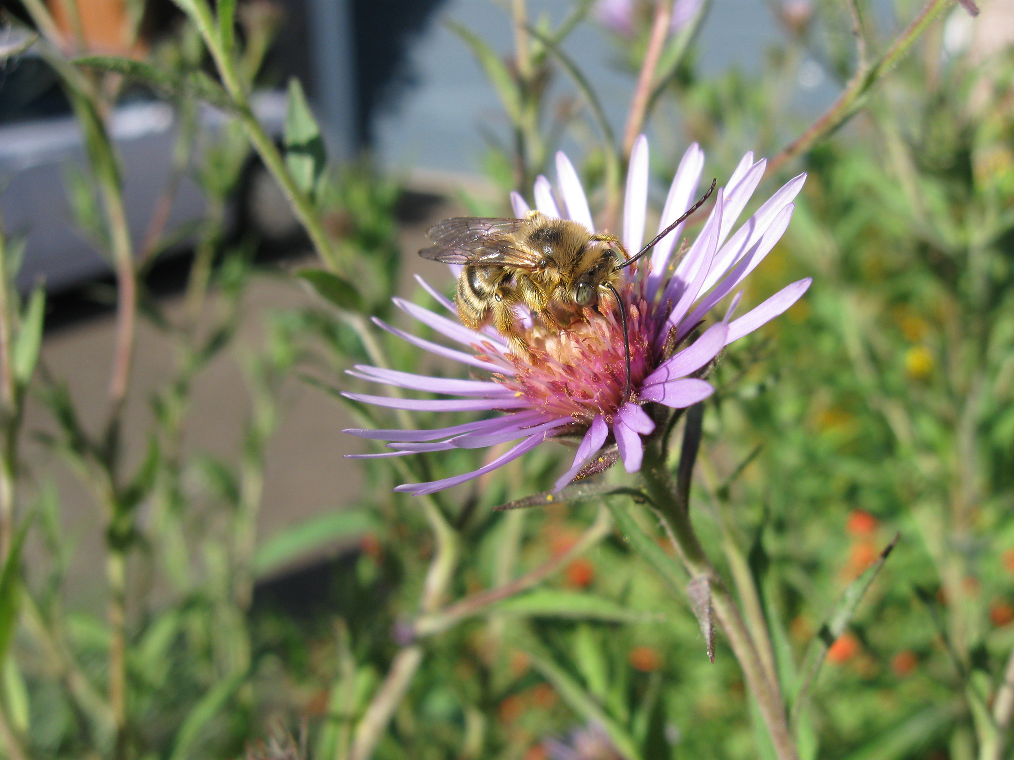 Extend Your Pollinator Season: A Guide to Late-...