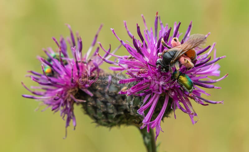 Buzzworthy Blooms: Creating a Bee-Friendly Parad...