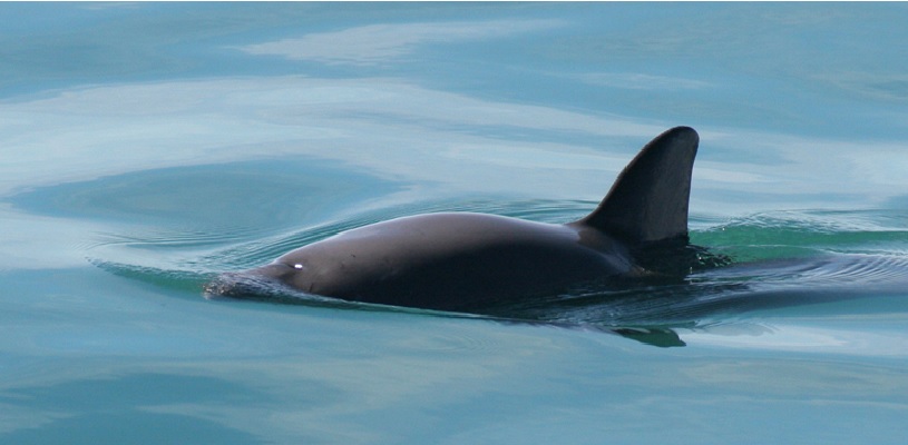 A stunning underwater photo showcasing the beauty and biodiversity of a coral reef, emphasizing the importance of marine conservation