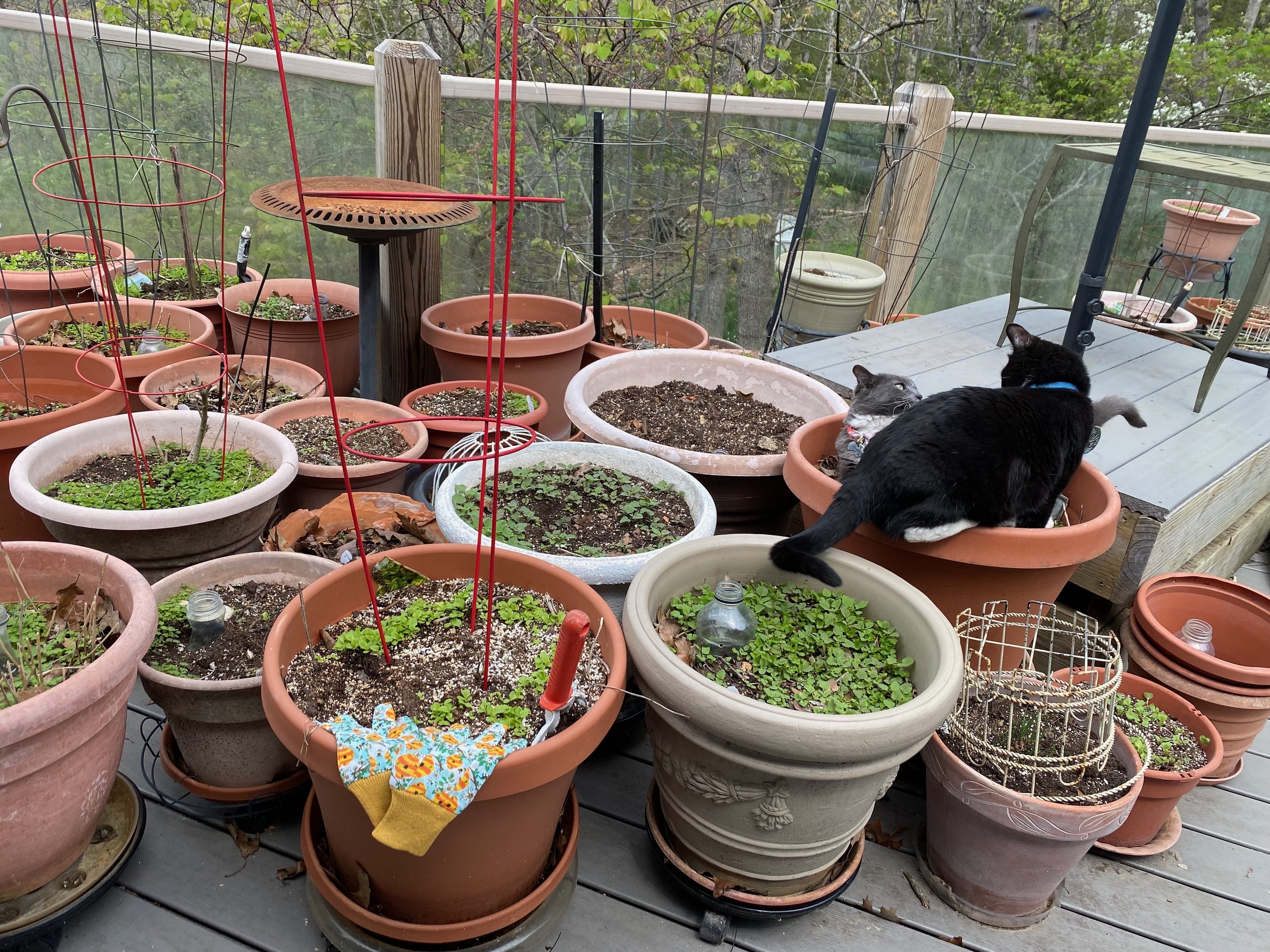 From Seed to Supper: A Beginner's Guide to Grow...