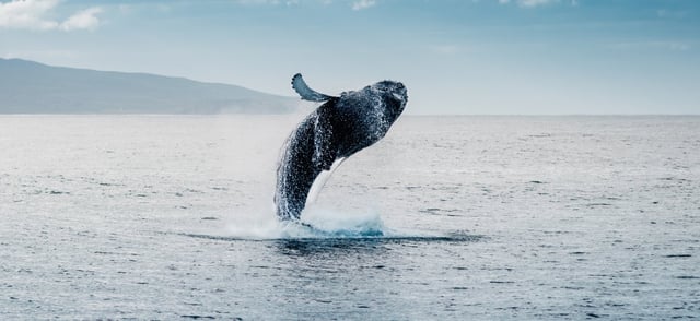Snorkeling for Coral Restoration