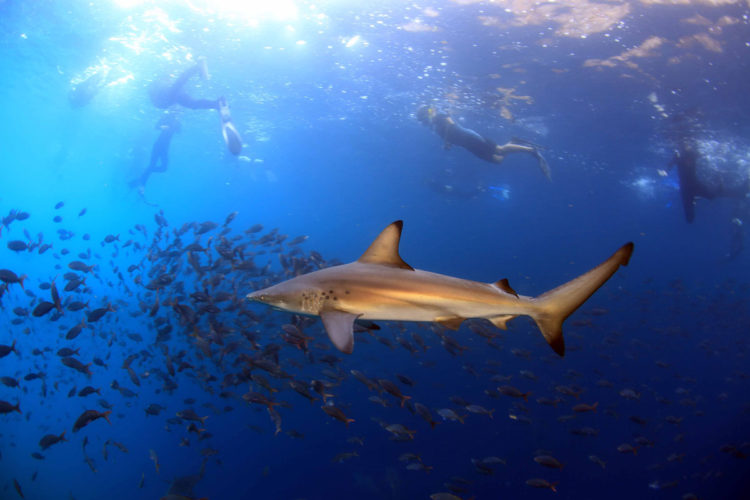 Sea Turtle Hatchlings