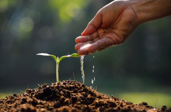 Close up shot of water being pored into a seed tray with various seedlings.