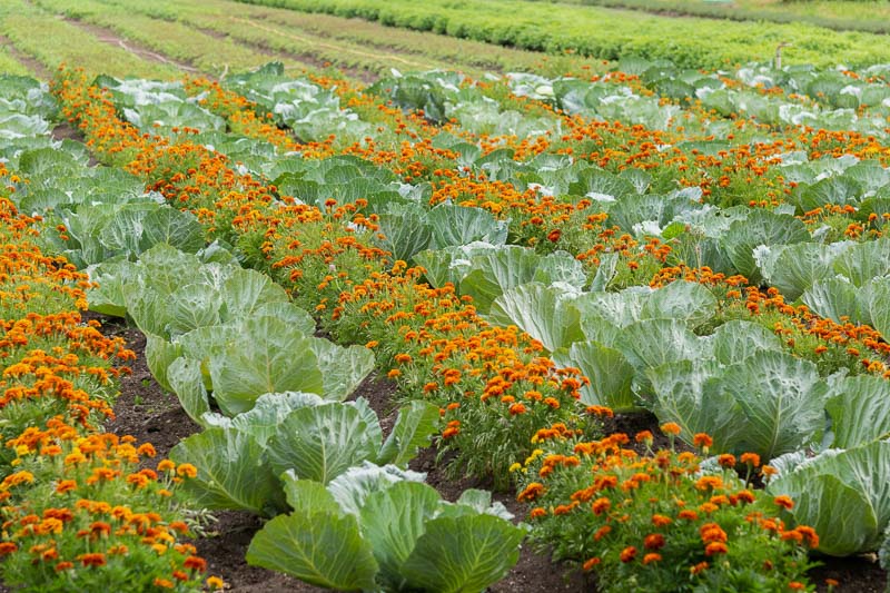 A vibrant garden with different types of annual flowers, enhancing a vegetable garden.