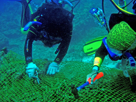 Scientists studying coral reefs at Apo Island