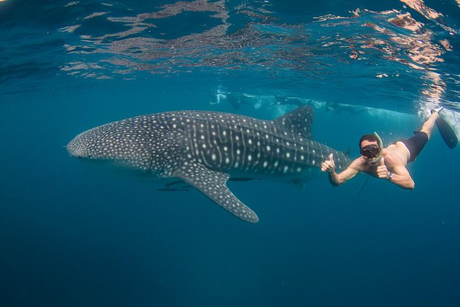 A person snorkeling alongside a whale shark in Ningaloo Reef, showcasing the unique wildlife encounters and ecotourism that define the area.
