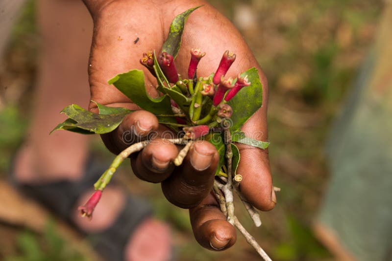 Local Farmers Harvesting Cloves