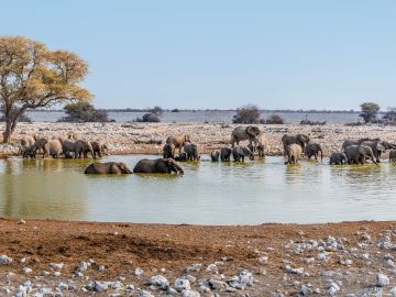 Camel Trekking in the Sahara Desert
